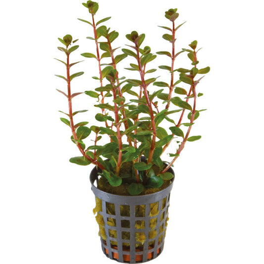 Rotala Blood Red