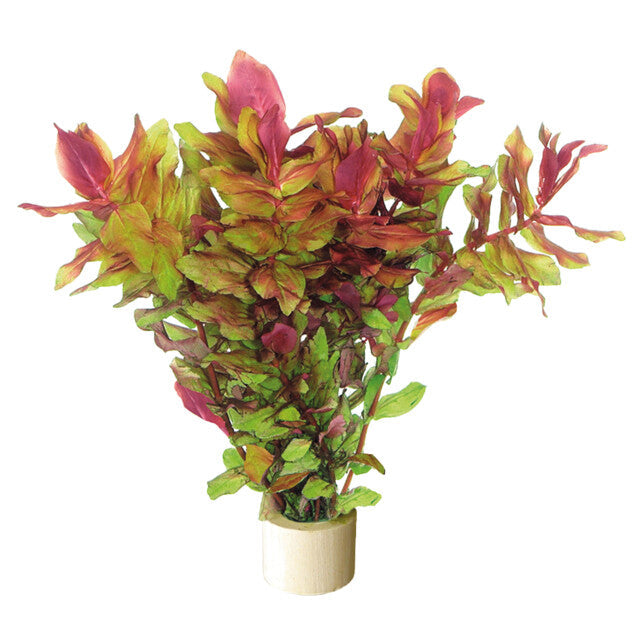 Rotala Macrandra En Eco Bouquet