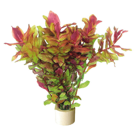 Rotala Macrandra En Eco Bouquet