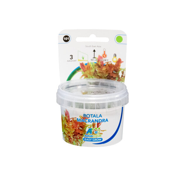 Easy Grow 101 Rotala Macrandra