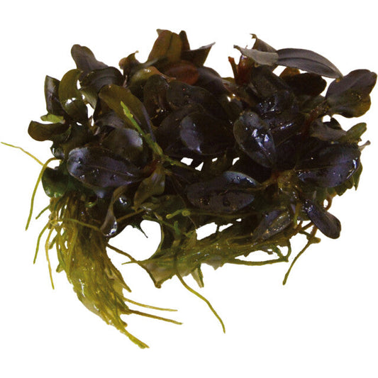Easy Grow 9 Bucephalandra Theia