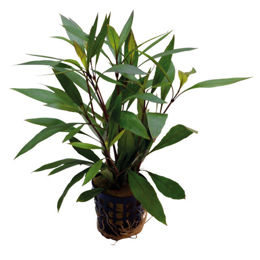Hygrophila Corymbosa Thailand5 Cm En Pot