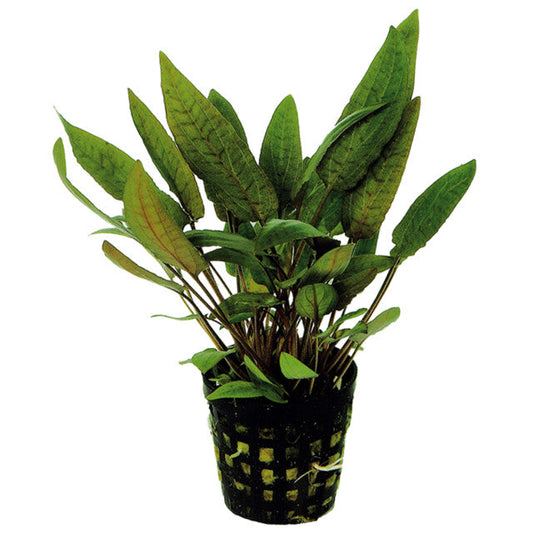 Cryptocoryne Moehlmannii