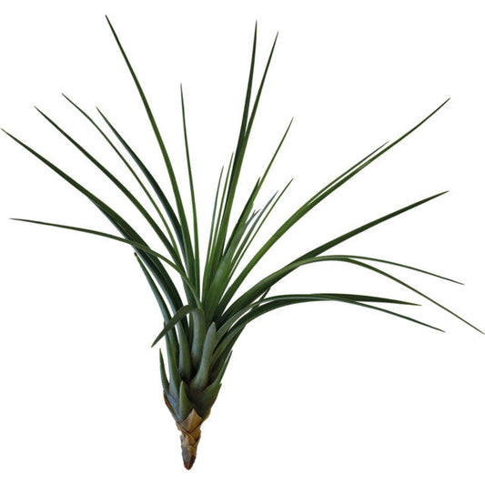 Pt-Tillandsia Melanocrater Tricolor