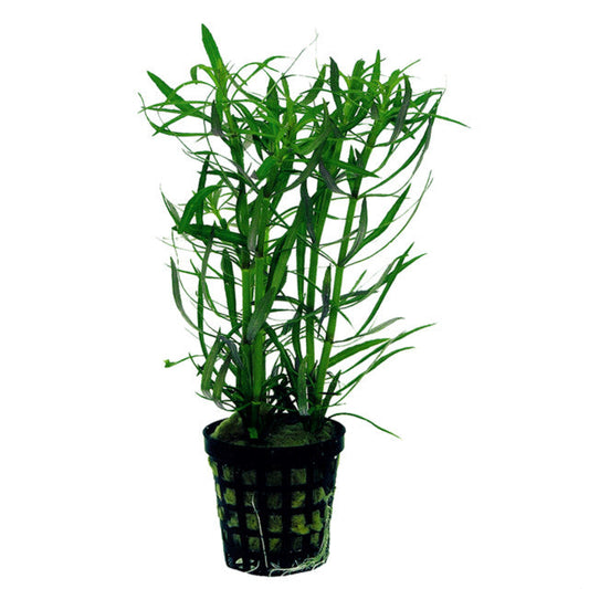Pogostemon Stellatus