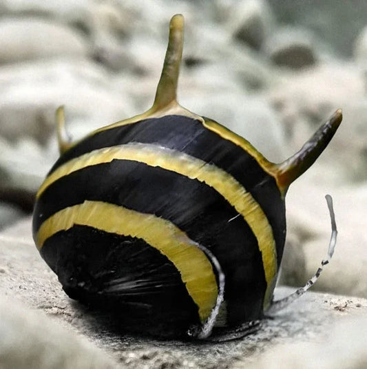 NERITINA SP.SPIRAL HORN 0.5-1CM