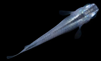 ORYZIAS LATIPES BLUE 2.7-3CM