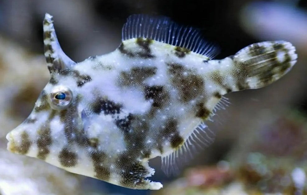Acreichthys tomentosus