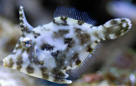 Acreichthys tomentosus
