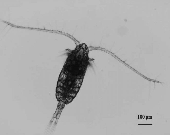 Parvocalanus crassirostris