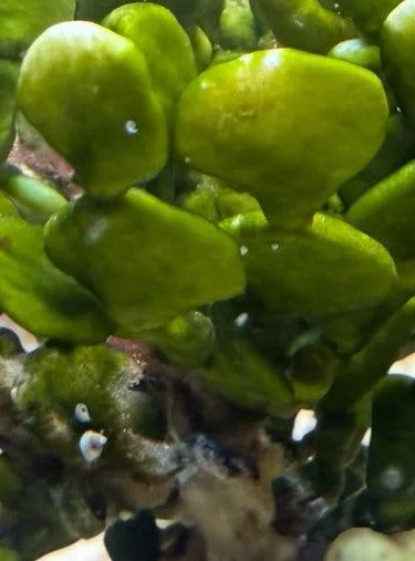 Halimeda – Algues calcaires décoratives pour aquarium récifal (1 Bouquet)