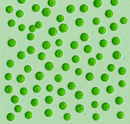 Nannochloropsis oculata 100ml by Reef&fish