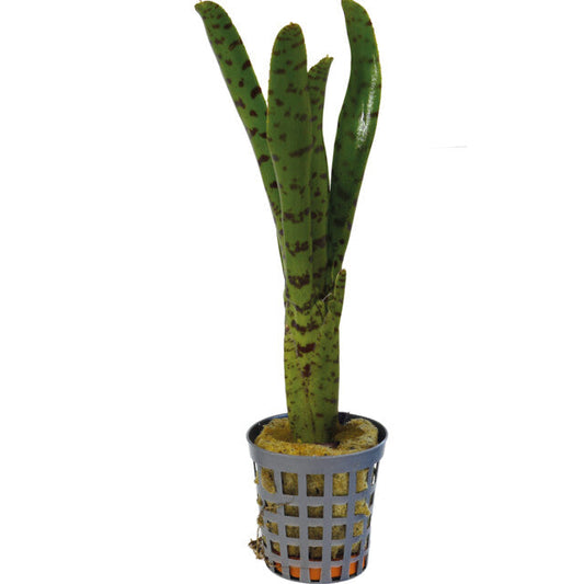 Pt-Neoregelia Punctatissima