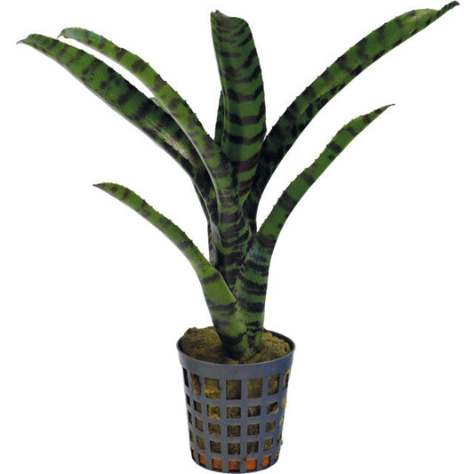 Pt-Neoregelia Rubrifolia 2