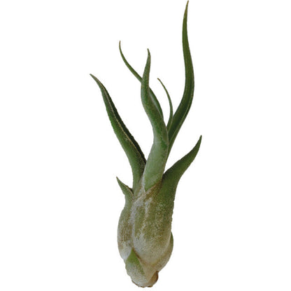 Pt-Tillandsia Caput Medusae