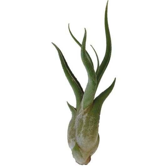 Pt-Tillandsia Caput Medusae