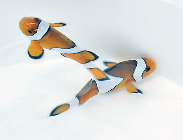 Amphiprion ocellaris
