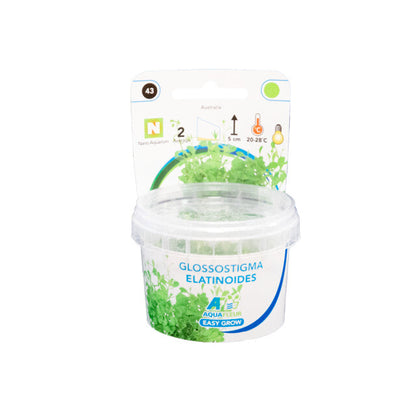 Easy Grow 43 Glossostigma Elatinoides
