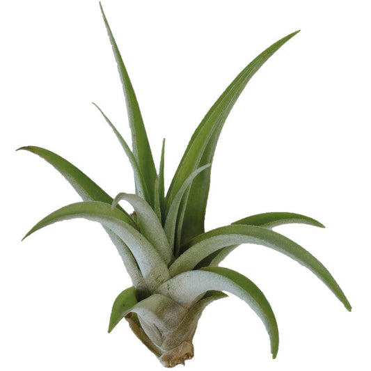 Pt-Tillandsia Capitata Peach