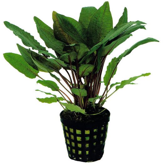 Cryptocoryne Bullosa