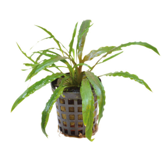 Cryptocoryne Costata