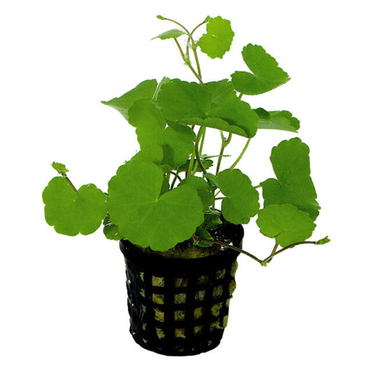 Hydrocotyle Leucocephala