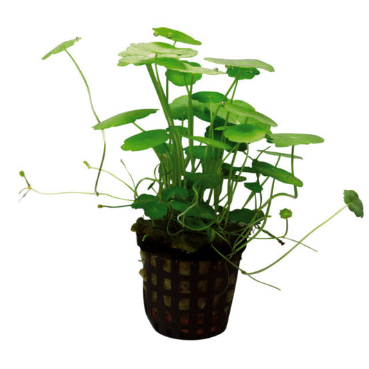 Hydrocotyle Verticillata