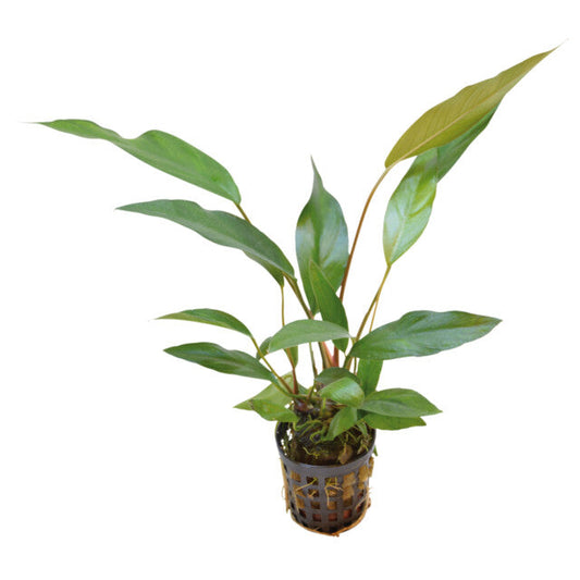 Anubias Lanceolata