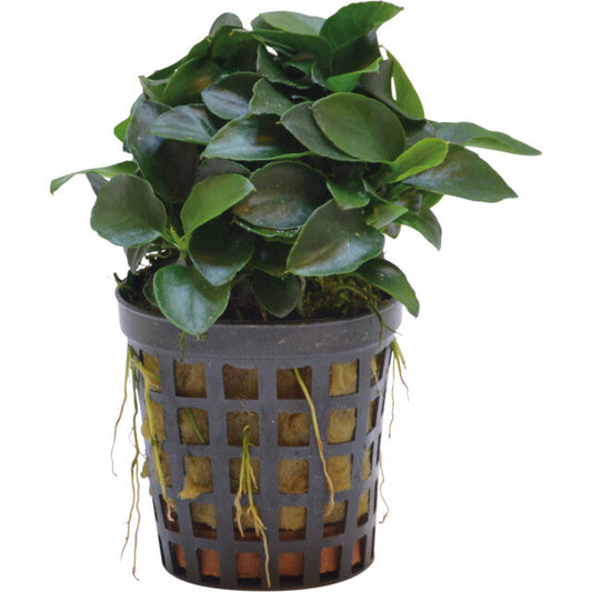 Anubias Nana Bonzai