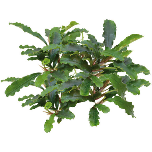 Easy Grow 13 Bucephalandra Green Velvet