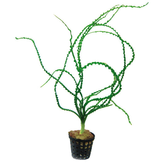 Crinum Calamistratum