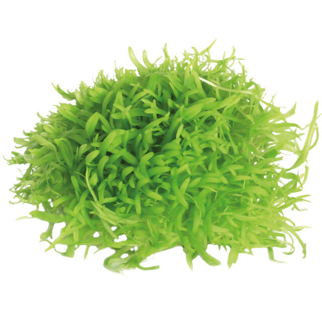 Easy Grow 117 Utricul.Graminifolia