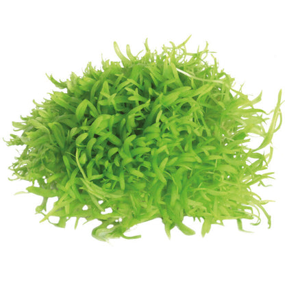 Easy Grow 117 Utricul.Graminifolia