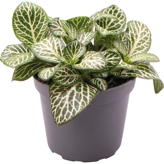 Pt-Fittonia Albivenis Mini White