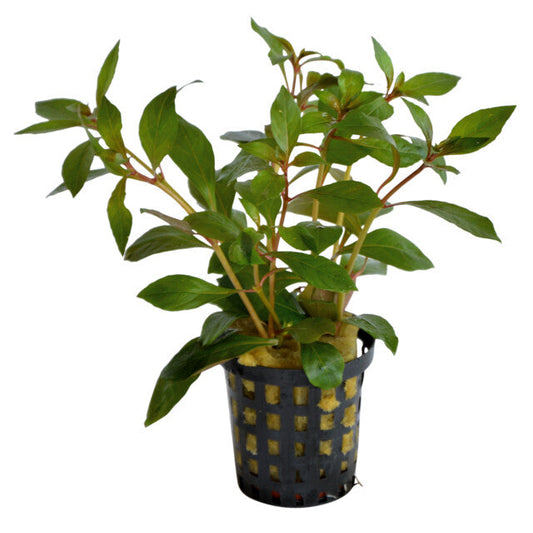 Ludwigia Glandulosa