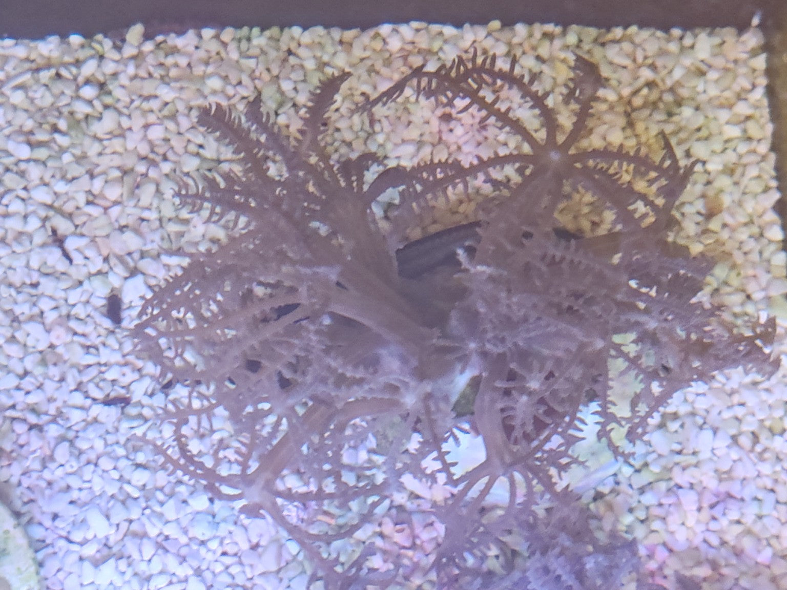 WYSIWYG #01 – Xenia sp. – Pièce unique - Reef & Fish
