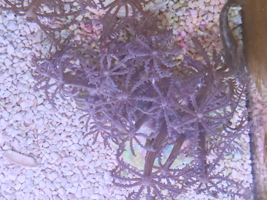 WYSIWYG #02 – Anthelia sp. – Pièce unique - Reef & Fish