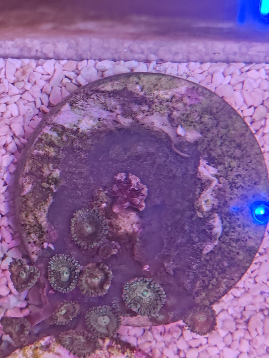 WYSIWYG #04 – Zoanthus sp. – colonie 15+ polypes – Pièce unique - Reef & Fish