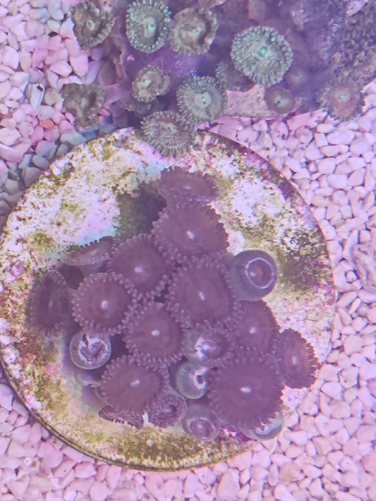 WYSIWYG #05 – Zoanthus sp. – colonie 15/20 polypes – Pièce unique - Reef & Fish