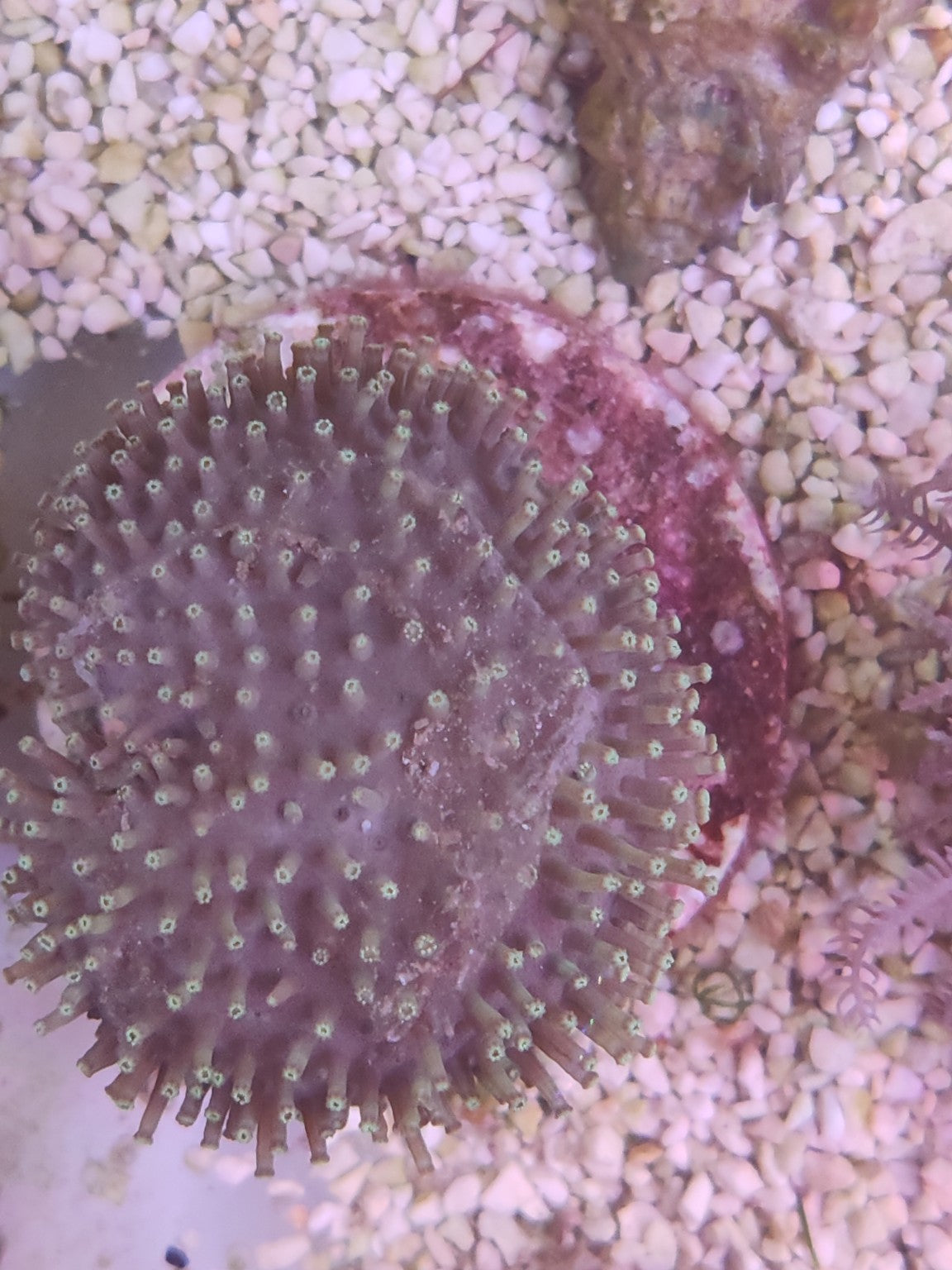 WYSIWYG #08 – Sarcophyton sp. – polypes verts – Pièce unique - Reef & Fish