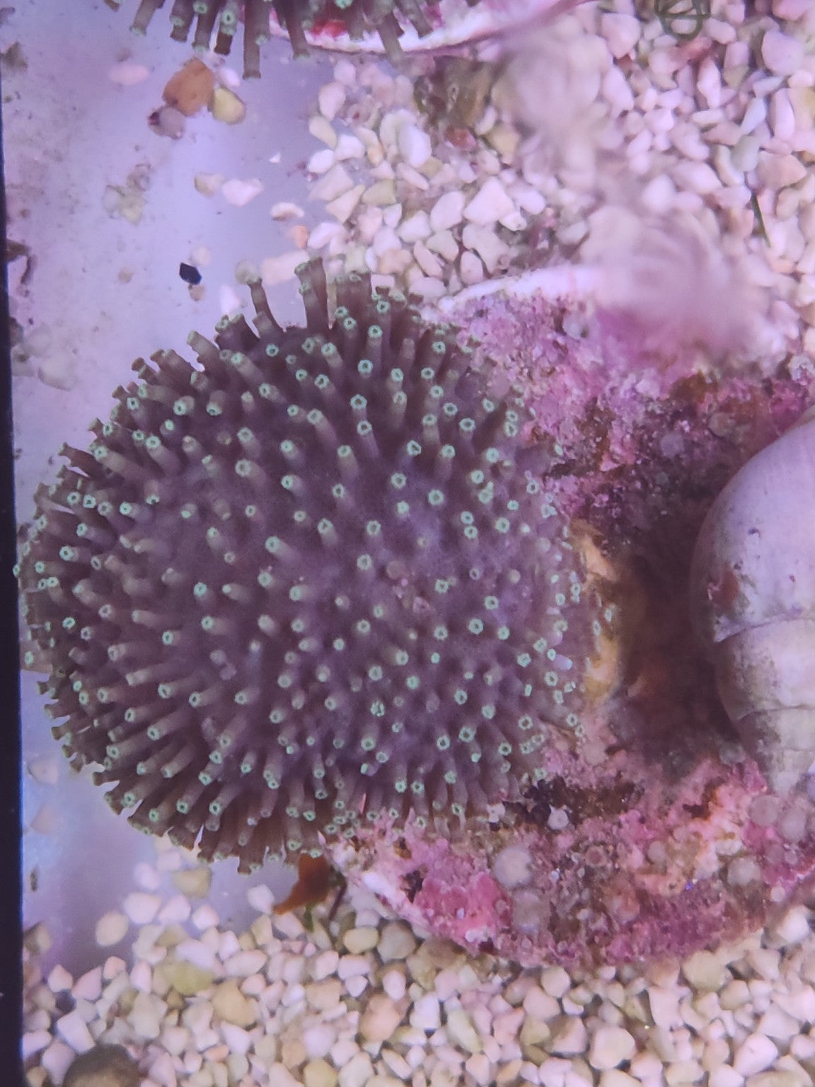 WYSIWYG #09 – Sarcophyton sp. – polypes verts – Pièce unique - Reef & Fish