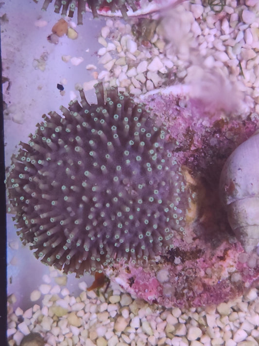 WYSIWYG #09 – Sarcophyton sp. – polypes verts – Pièce unique - Reef & Fish