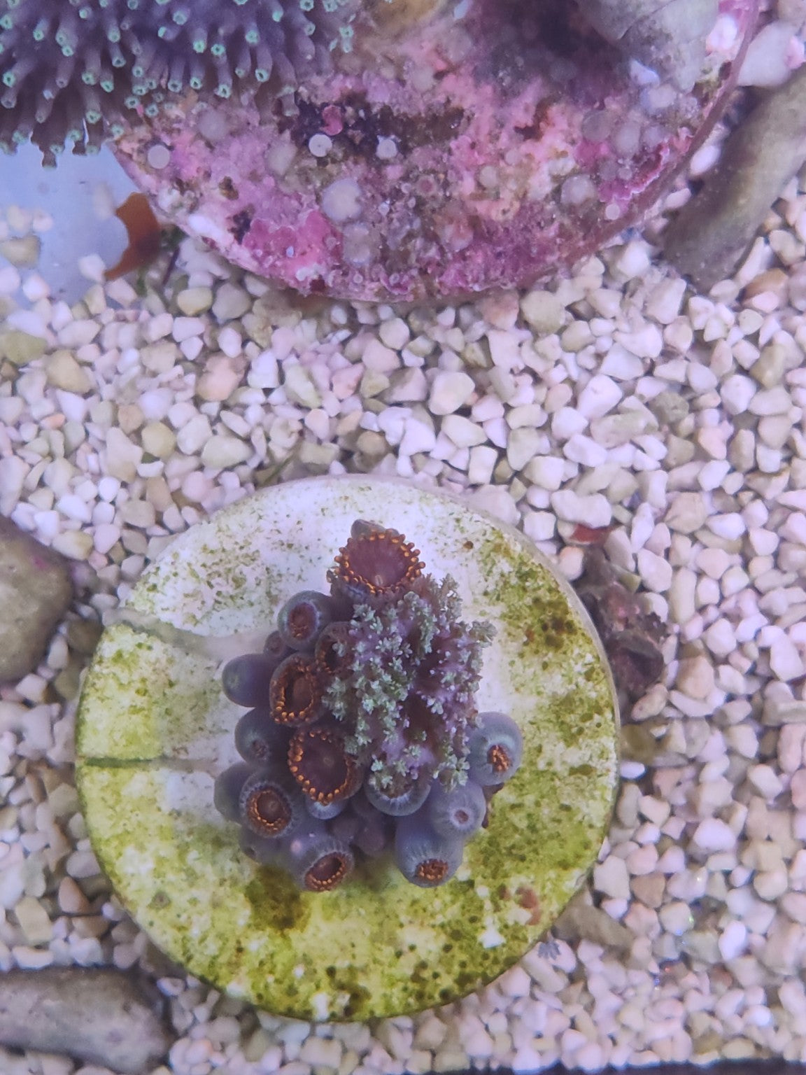 WYSIWYG #10 – Zoanthus sp. – colonie mixte orange/vert – Pièce unique - Reef & Fish