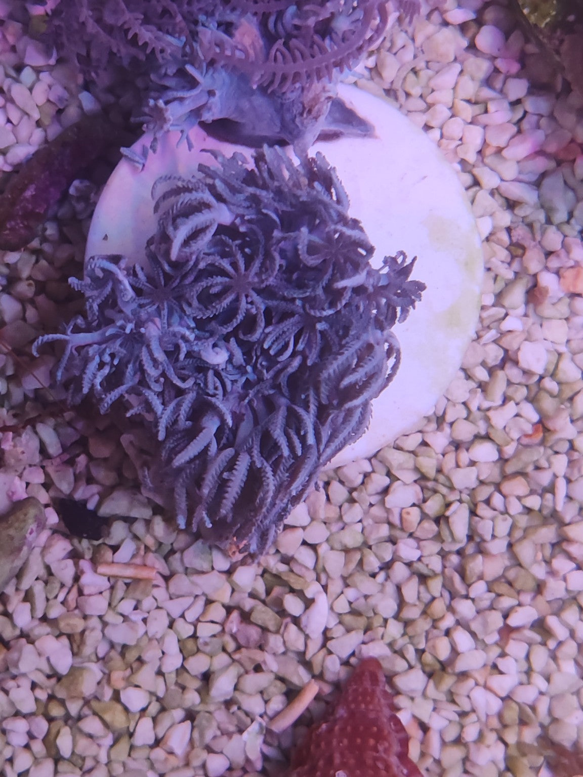WYSIWYG #11 – Xenia sp. – colonie – Pièce unique - Reef & Fish