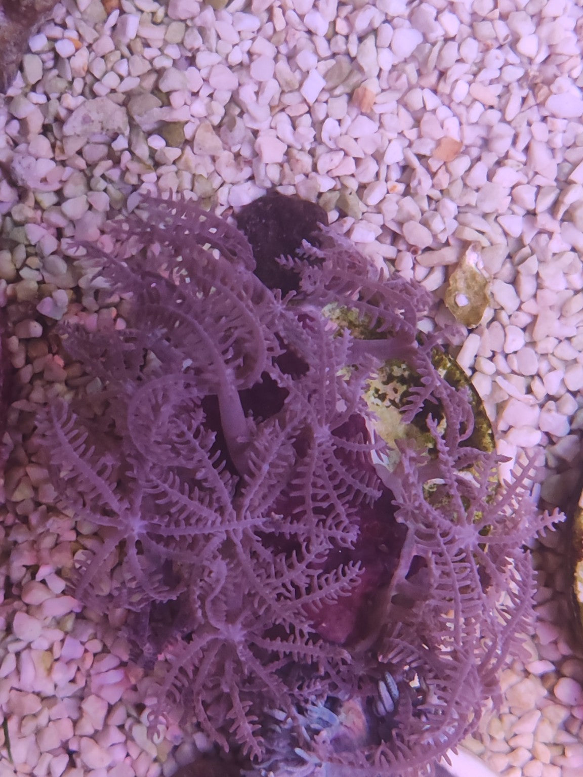 WYSIWYG #12 – Xenia sp. – grosse colonie – Pièce unique - Reef & Fish