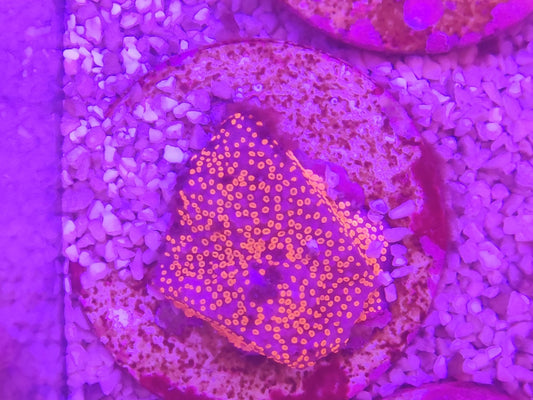 WYSIWYG #13 – Montipora sp. type Sunset – Pièce unique - Reef & Fish