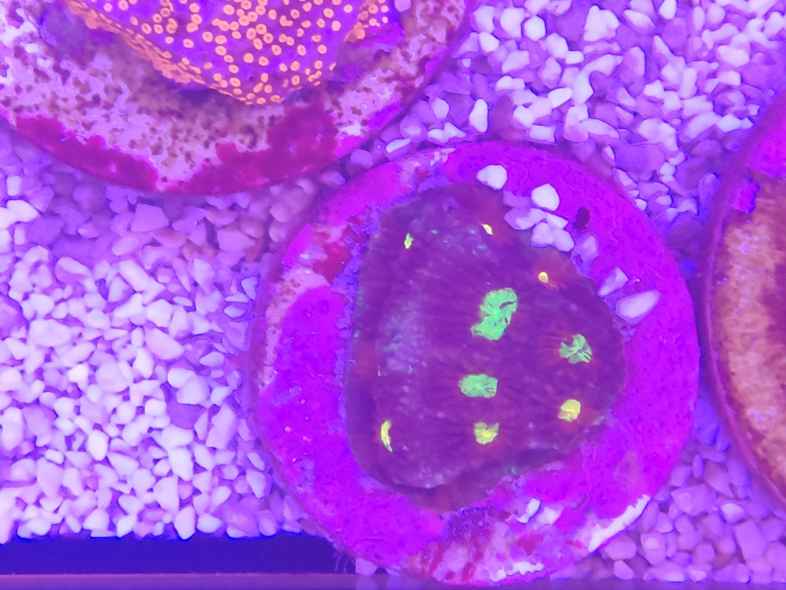 WYSIWYG #14 – Montipora sp. – polypes verts – Pièce unique - Reef & Fish