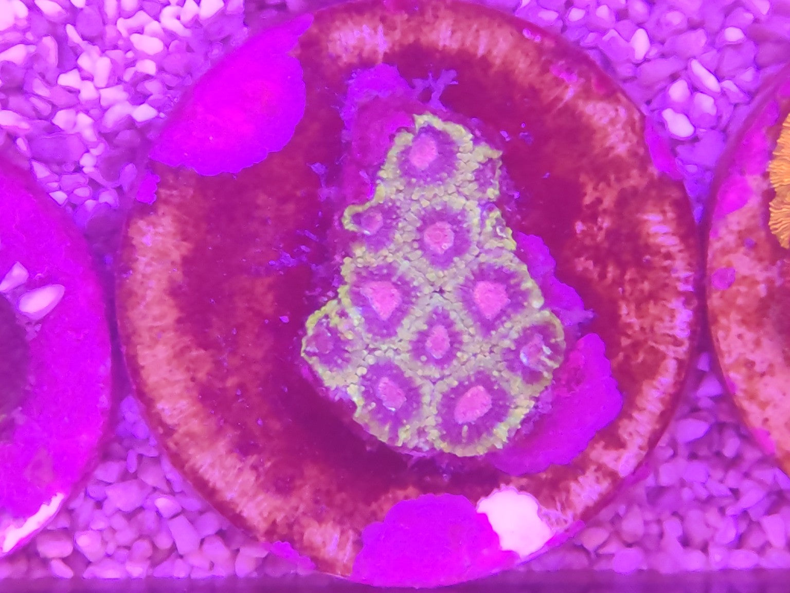 WYSIWYG #15 – Favites/Favia sp. vert/rose – Pièce unique - Reef & Fish
