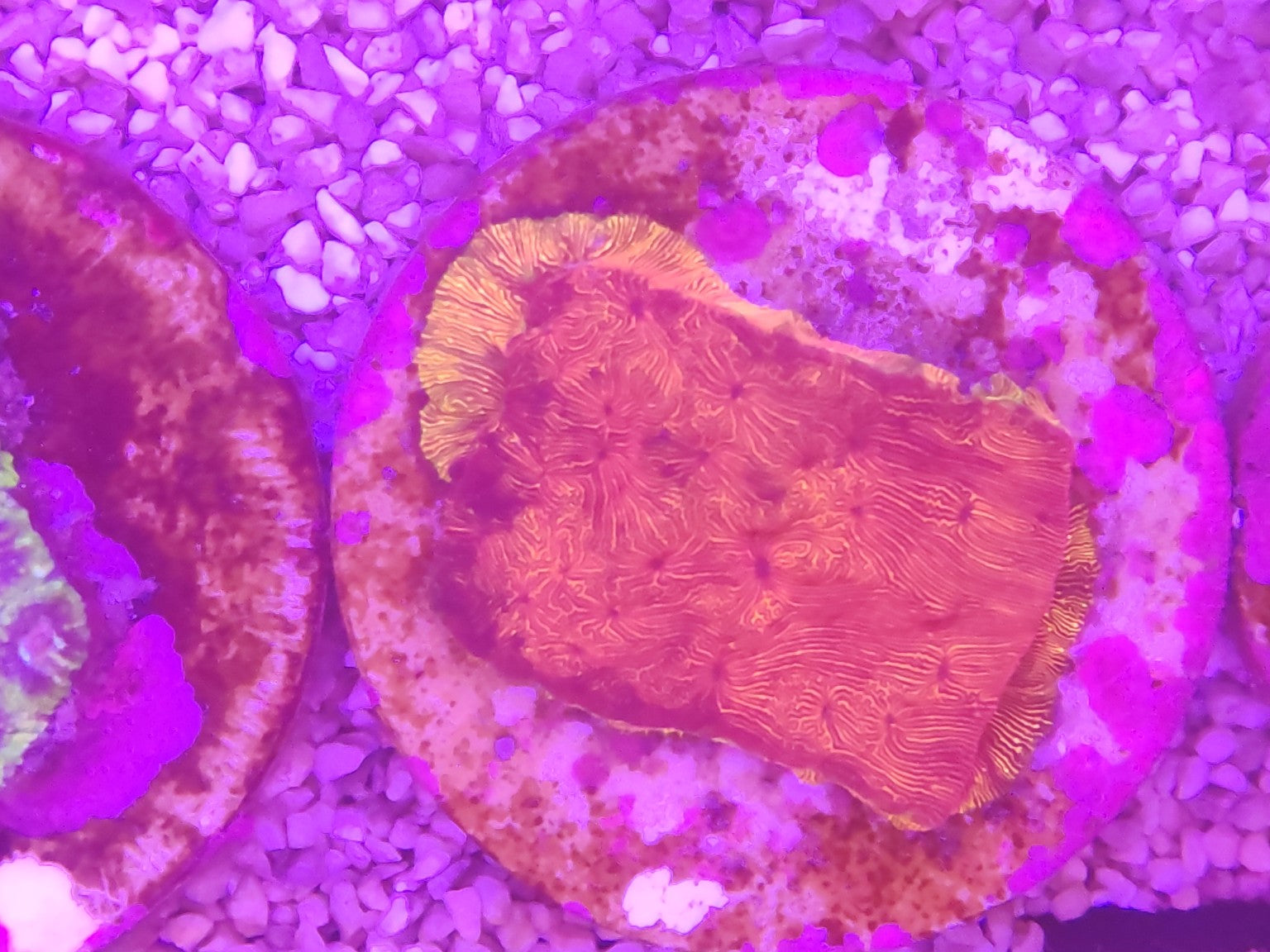 WYSIWYG #16 – Leptoseris / Pavona sp. orange – Pièce unique - Reef & Fish