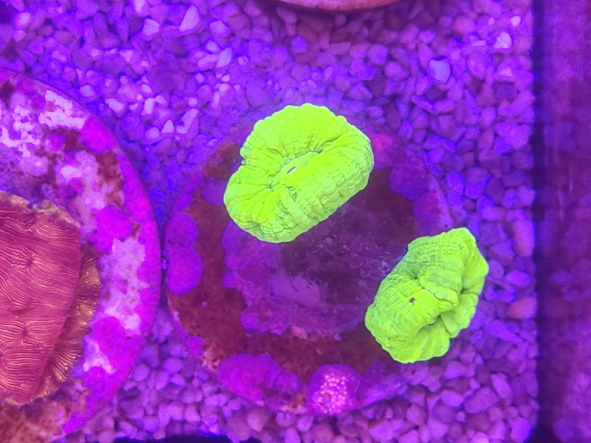WYSIWYG #17 – Caulastrea sp. vert fluo – 2 têtes – Pièce unique - Reef & Fish